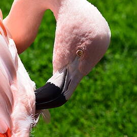 Pink Flamingo by Dana Hardy