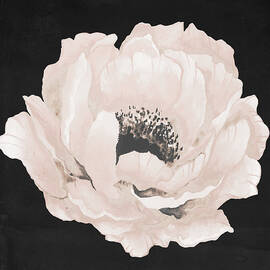 Pink Flower On Black Ii by Elizabeth Medley