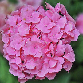 Pink Hydrangea Macro by Marian Bell