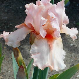 Pink Iris by Barbara Keith