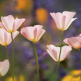 Pink Poppies In The Sun  by Saija Lehtonen