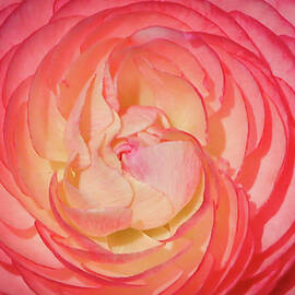 Pink Ranunculus by Rebecca Herranen
