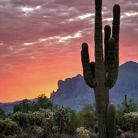 Pink Saguaro Sunrise In The Sonoran  by Saija Lehtonen