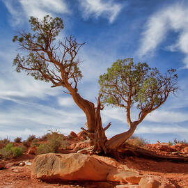 Pinon Pine, Arches National Park by Jerry Fornarotto
