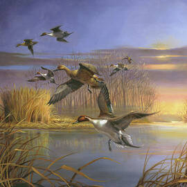 Pintail Magic by R.j. Mcdonald