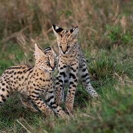 Playing Together by Marco Pozzi