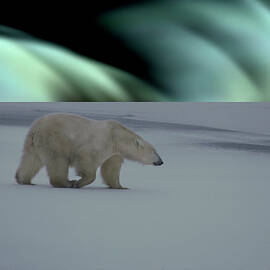 Polar Bear & Northern Lights by Mark Newman