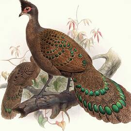 Polyplectron Bicalcaratum by Joseph Smit