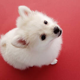 Pomeranian On The Red Carpet White by Imagenavi