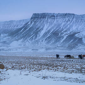 Ponies by Soeren Pap-tolstrup