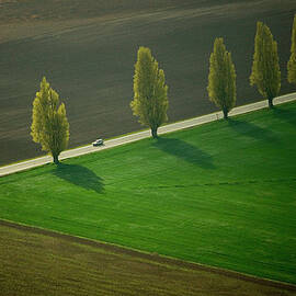 Poplar Lined Road, Skagit Valley by Mint Images/ Art Wolfe