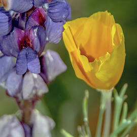 Poppy and Mountain Lupine 5615-030519 by Tam Ryan