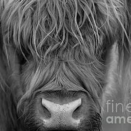 Portrait of a Highland Cow in Monochrome by Maria Gaellman