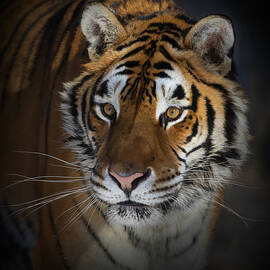 Portrait Of A Siberian Tiger by Jim Cumming