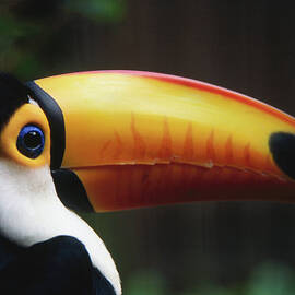 Portrait Of A Toco Toucan Ramphastos by Mark Newman