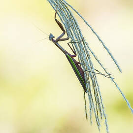 Posing Mantis by Wei (david) Dai
