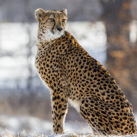 Posing Predator by Ozan Aktas