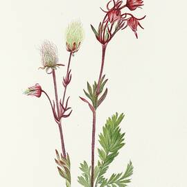 Prairie-smoke by Mary Vaux Walcott