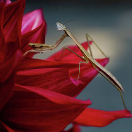 Pretty with Red - Praying Mantis by Alinna Lee