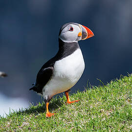 Puffin and Gannet by Arterra Picture Library