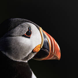 Puffin Portrait In Evening Sun by Magnus Renmyr