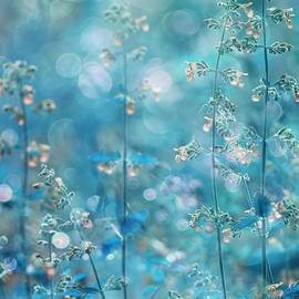 Pure Feeling Of Dreams by Delphine Devos