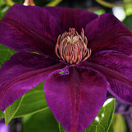 Purple flower with green leaves by Cordia Murphy