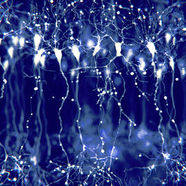 Pyramidal Neurons In The Cerebral Cortex by Science Photo Library