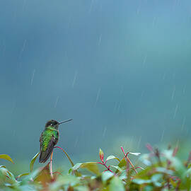 Rainy Day by Tony Xu
