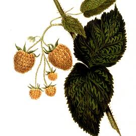 Raspberry Of The Col Wilder Raspberry Variety, Digitally Restored Reproduction, 19th Century by Unknown Artist