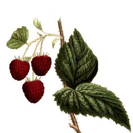 Raspberry Of The Cushing Raspberry Variety, Digitally Restored Reproduction, 19th Century by Unknown Artist