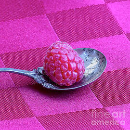 Raspberry on Silver Spoon Square by Elisabeth Lucas