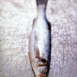 Raw Fresh Sea Bass On Scratched Metal Surface by Diana Miller