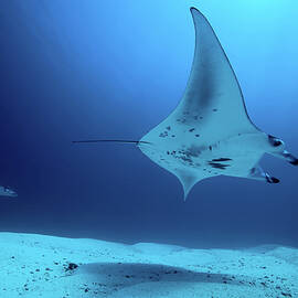 Rays Swimming Underwater by Justin Lewis