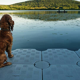 Rear View Of Cocker Spaniel Sitting On Floating Platform Over Lake by Cavan Images