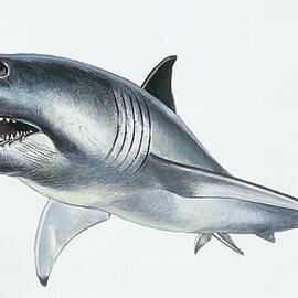 Reconstruction Of Megalodon Carcharodon Megalodon Etinct Species Of Shark Which Lived Between Eocene And Pliocene Period by Unknown Artist