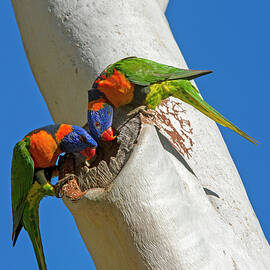 Red-collared Lorikeet Pair Examining Hole In Eucalyptus As by Steven David Miller / Naturepl.com