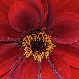 Red Dahlia Flower Closeup by Marlin and Laura Hum