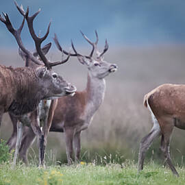 Red Deer by Jan Van Der Linden