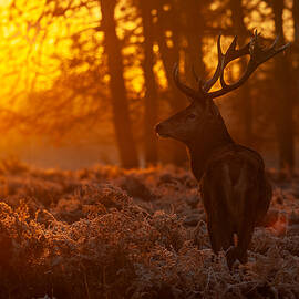 Red Deer Relaxing by Radojica Jevric Fotorax