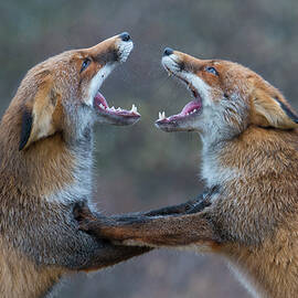 Red Foxes