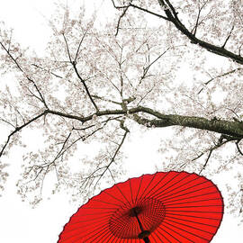 Red Japanese Umbrella by Ooyoo