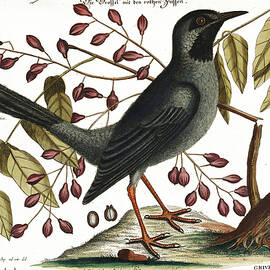 Red Legged Thrush by Vintage Apple Collection