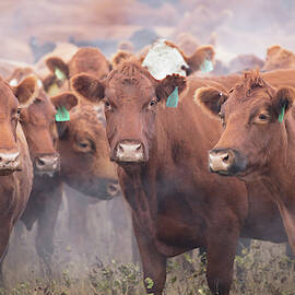 Red Mamas by Todd Klassy