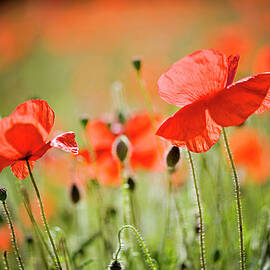 Red Poppies Field by Jacky Parker Photography