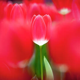 Red Tulips by Kunstgalerie Aquarius