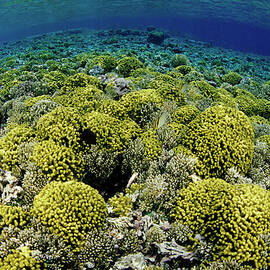 Reef Garden by Tammy616