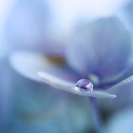 Reflection by Ellen Van Deelen