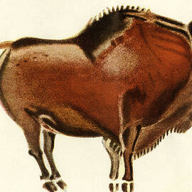 Reproduction Of A Prehistoric Painting Found In The Spanish Cave Of Altamira Depicting A Bull by American School