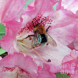 Rhododendron And Bee by Kim Tran
